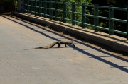 08 - Kruger NP (77)
